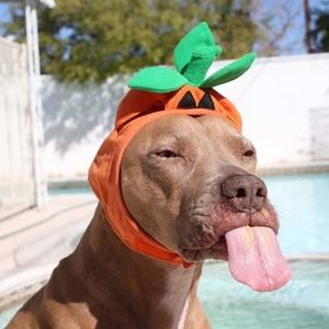 Meet your Posher, Margo